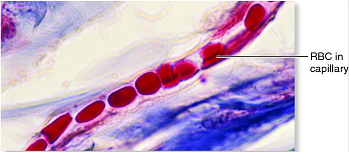 rbc in capillary